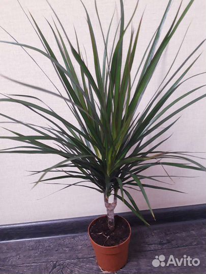 Драцена Маргината