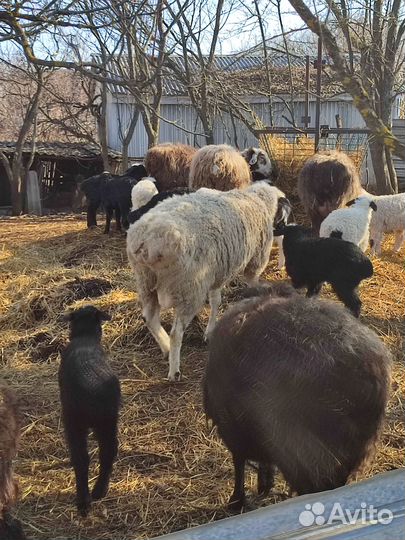 Курдючные овцы с ягнятами