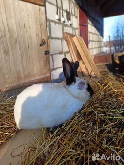 Калифорнийские кролики