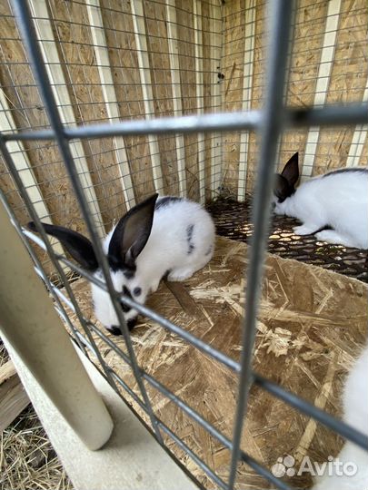 Кролик немецкий пестрый великан