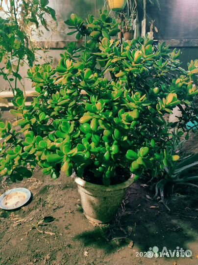 Денежное дерево (толстянка)