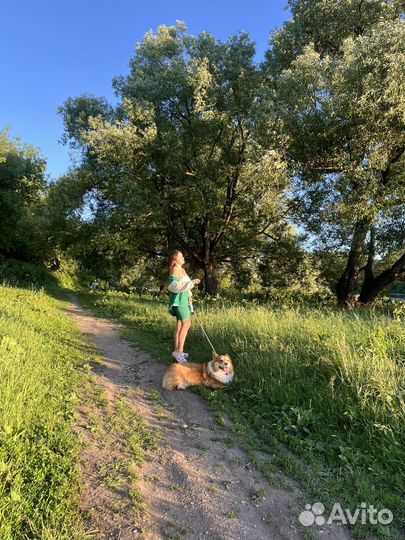 Выгул собак