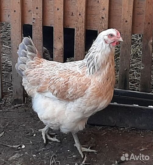Куры молодки петухи