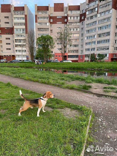 Собака бигль