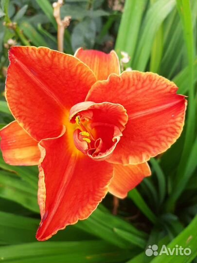 Лилейник гибридный Найт Эмберс