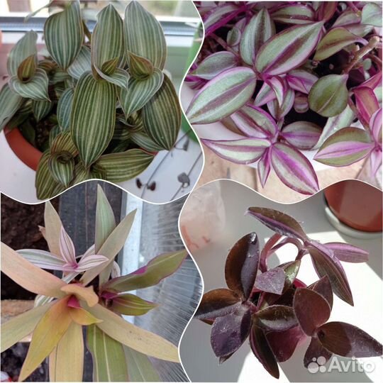 Традесканция 50 сортов