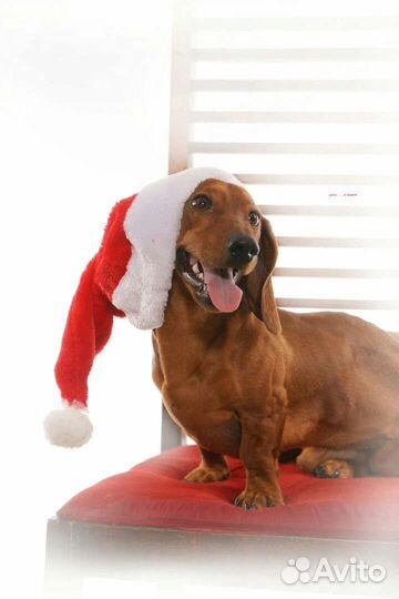 Кобель Такса