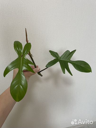 Филодендрон Флорида