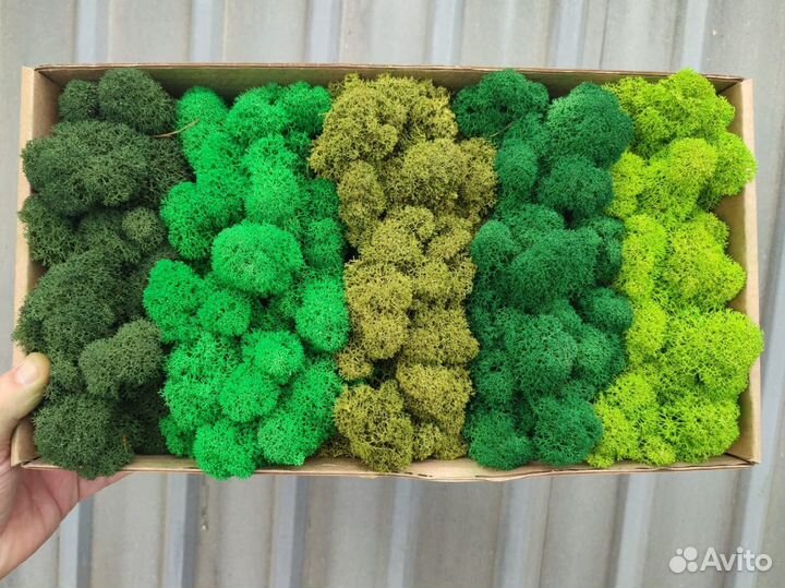 Стабилизированный мох, ягель, кочка, пласт, панно