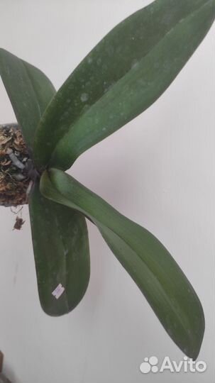 Орхидея фаленопсис бабочка Даймонд