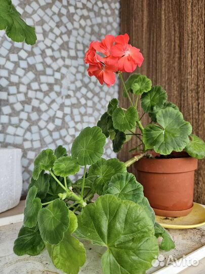 Пеларгония герань