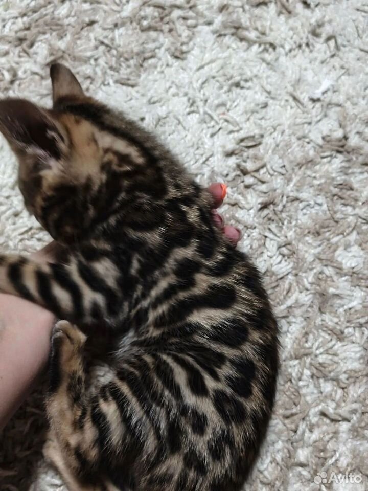 Бенгальский котёнок, Зеленодольск
