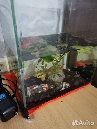 Лягушки три штуки