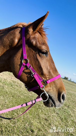 Амуниция из биотана для животных