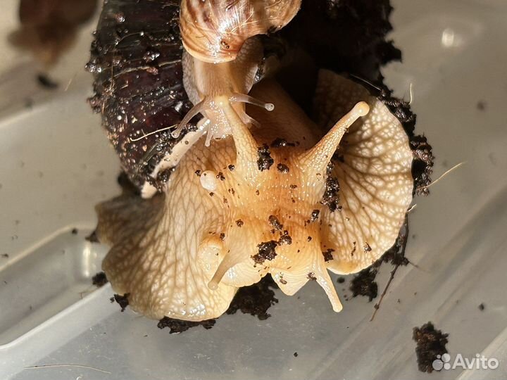 Ахатины улитки дети