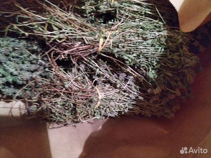 Каланхоэ лечебное