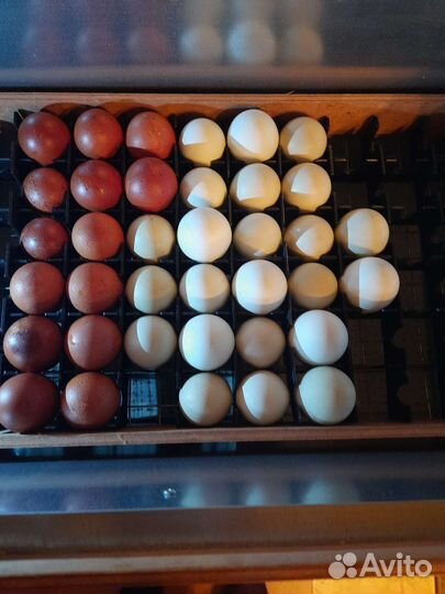 Инкубационное яйцо породных кур