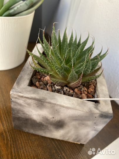 Суккулент в бетонном горшочке
