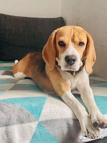 Бигль вязка