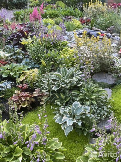 Многолетние растения