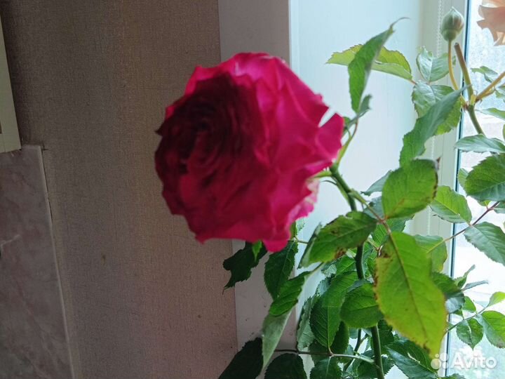 Роза эсмеральда