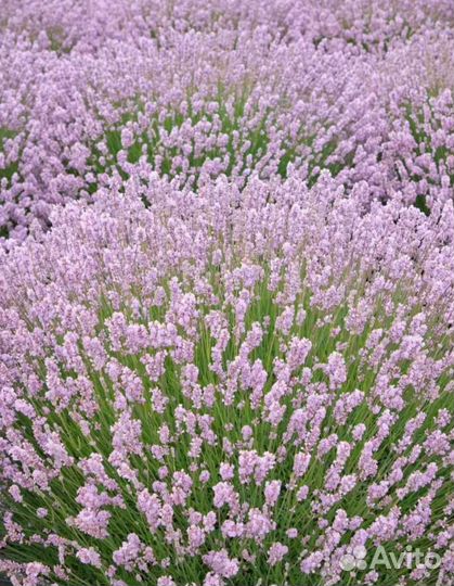 Лаванда и розмарин