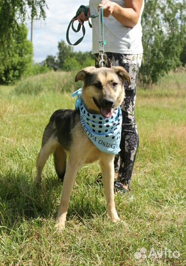 Заберите домой очаровательную собаку из приюта