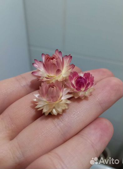 Гелихризум (Бессмертник). Сухоцвет