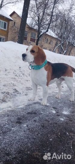 Вязка кобель бигль