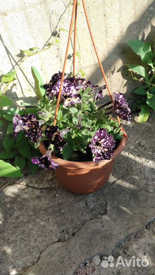 Петунья цветущая в кашпо