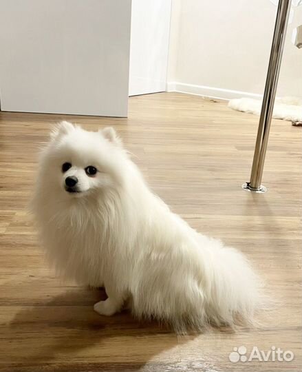 Белый шпиц вязка