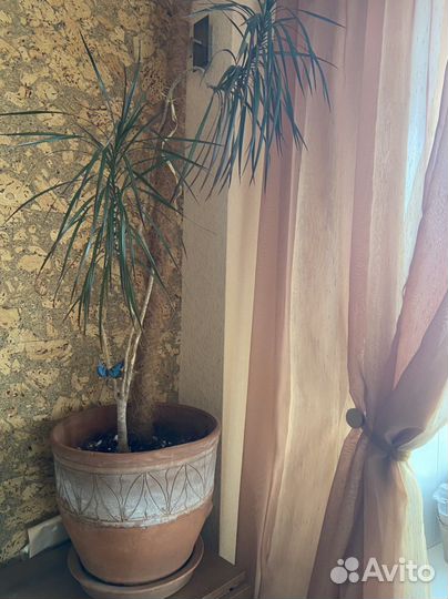 Большой керамический горшок с драценой