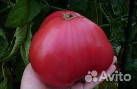 Рассада помидор вкусных мясистых из детства