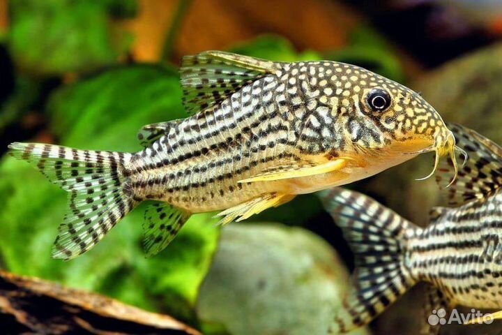 Сомики коридорасы