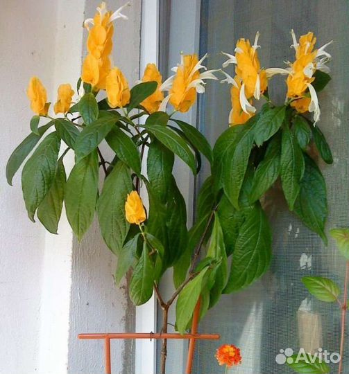 Пахистахис желтый