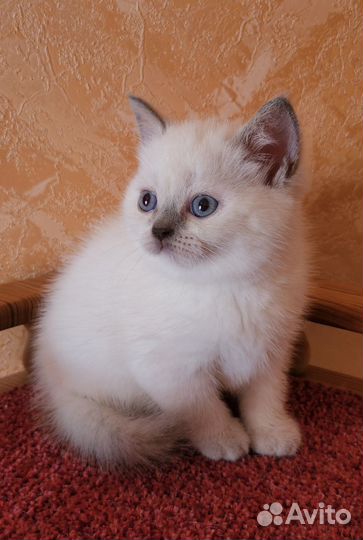 Шикарная британская плюшечка