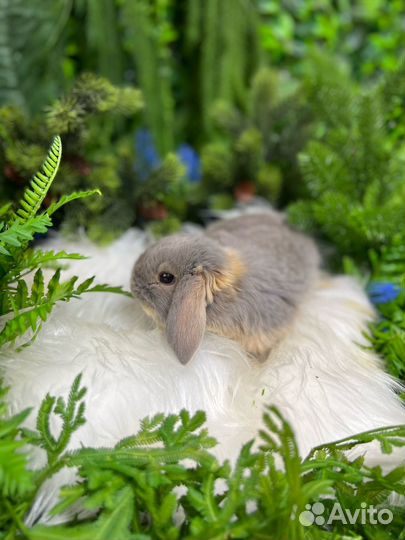 Царские кролики мини