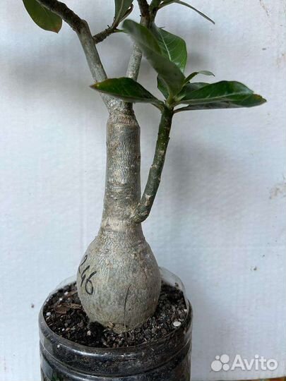 Адениум привитый