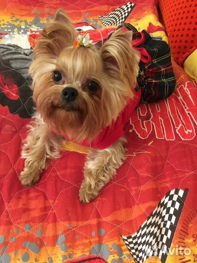 Стрижка собак, кошек без наркоза