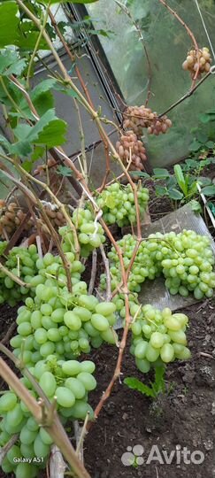 Саженцы винограда