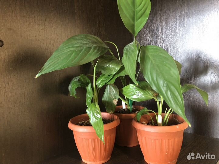 Толстянка/Спатифиллум