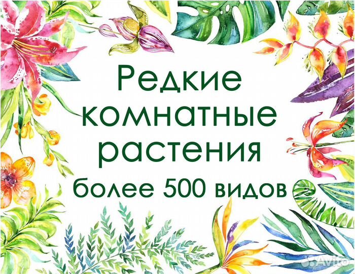 Редкие комнатные растения более 500 видов