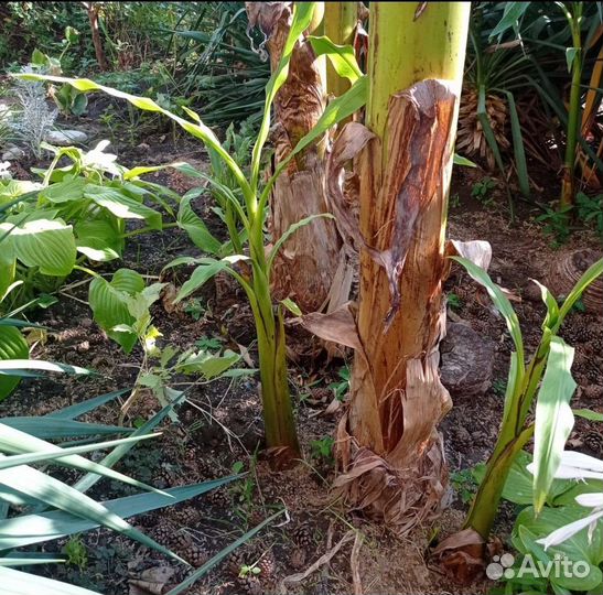 Банановая пальма