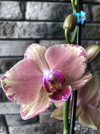 Орхидея фаленопсис