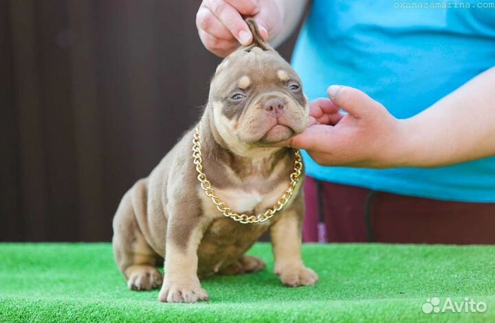 Щенки Американского булли микро