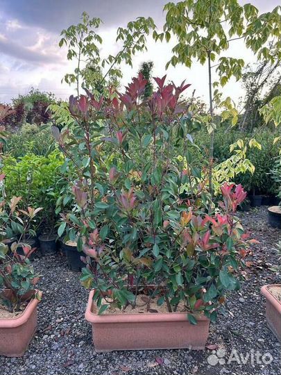 Фотиния Фразера бжи