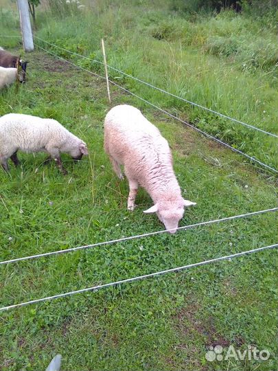 Барашек Куйбышевский