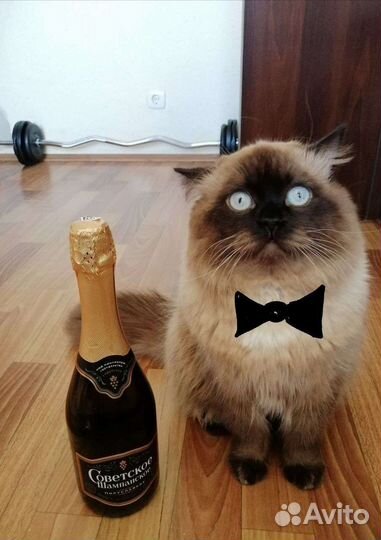 Вязка/передержка с 27.09 по 14.10.24 г