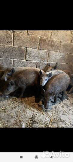 Дикие кабаны смесь с венгерским