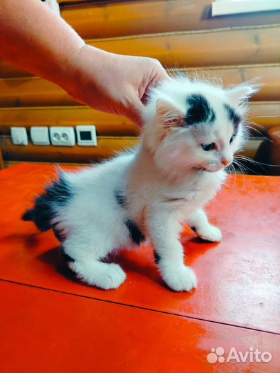 Котята в добрые руки бесплатно